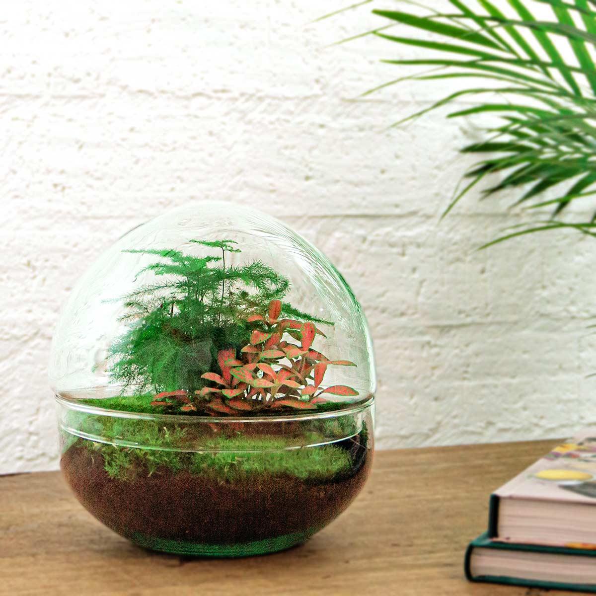 DIY terrarium - Dome Red - ↑ 20 cm + Rake + Shovel + Tweezer