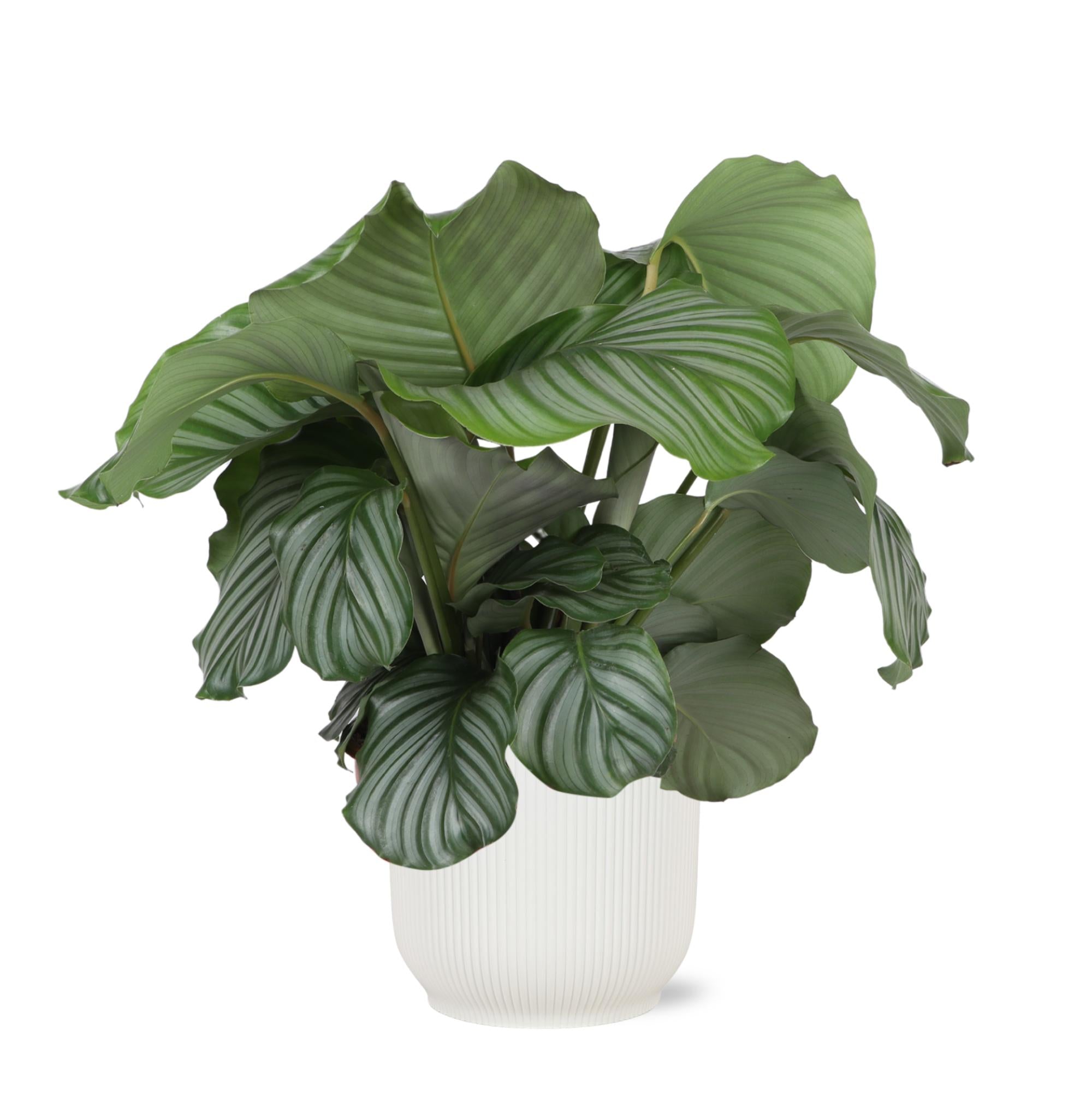 Calathea Orbifolia Ø21cm - ↕70cm in Vibes WIT pot