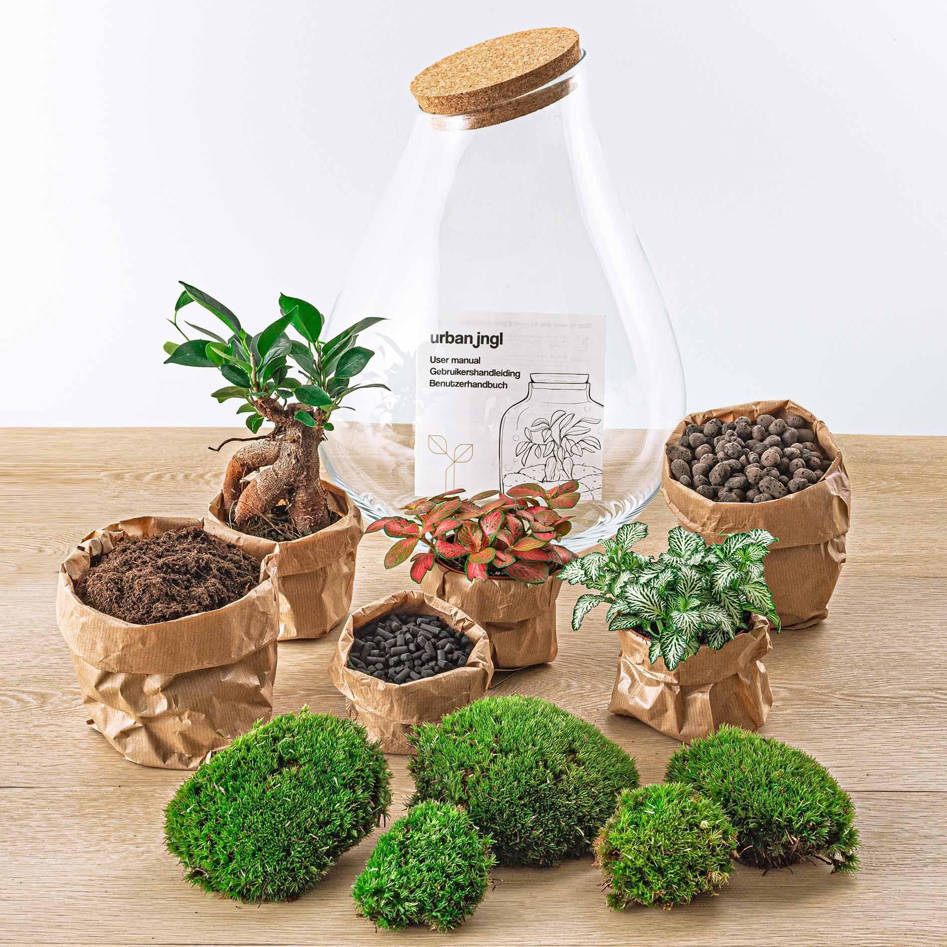 DIY terrarium - Drop XL Bonsai - ↑ 37 cm + Rake + Shovel + Tweezer + Scissors