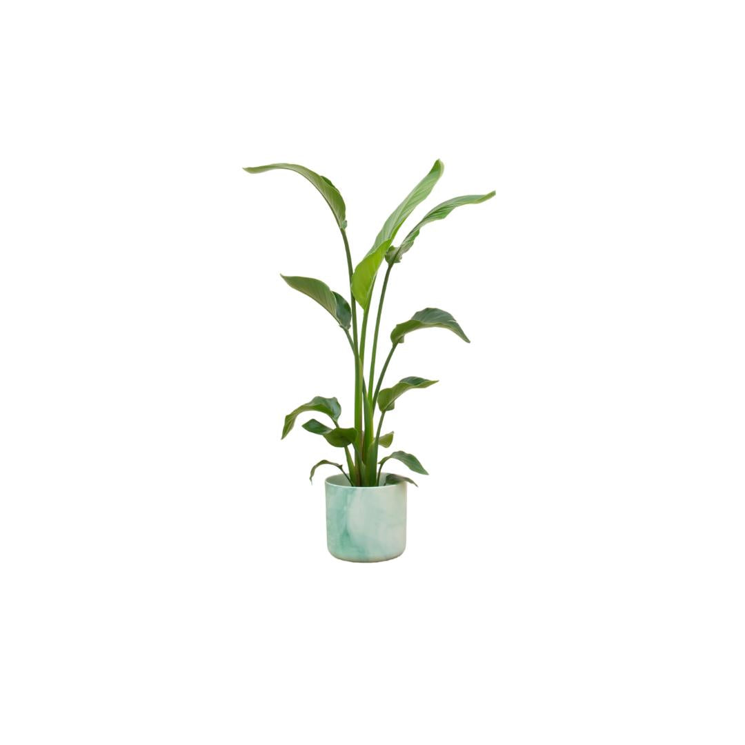 Combi deal - Strelitzia Nicolai inclusief elho Ocean Round pacifisch groen Ø22 - 130 cm