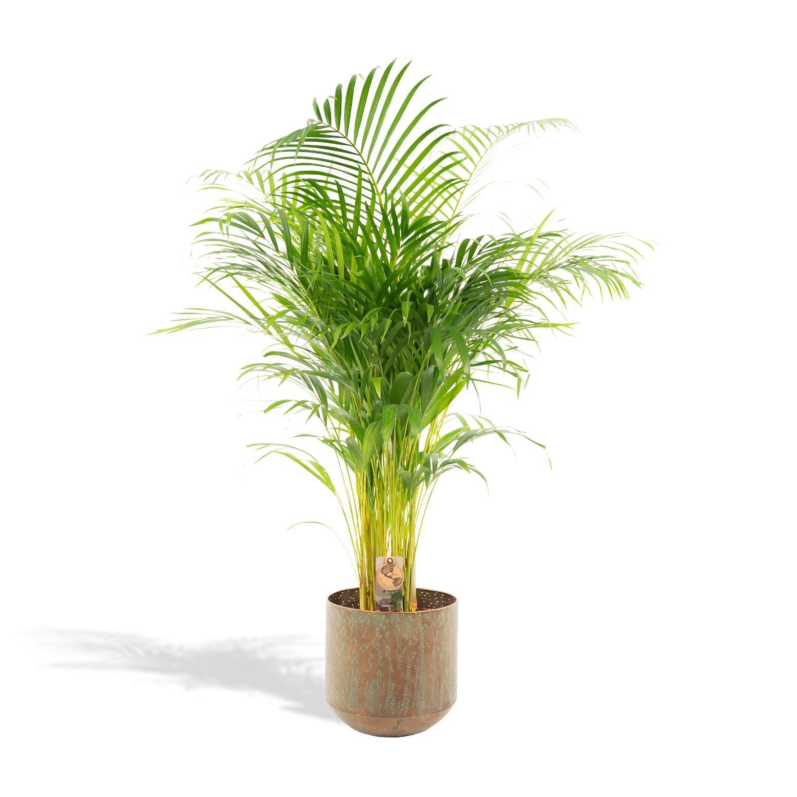 Areca palm met pot - ↨130cm - Ø24cm