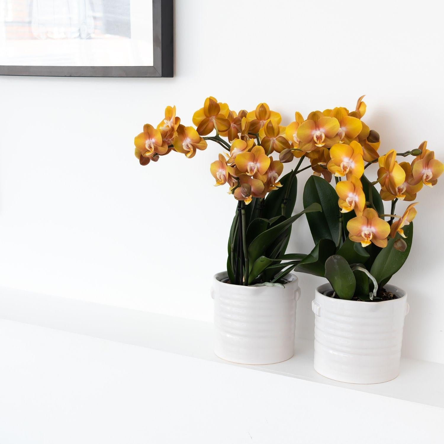 Kolibri Orchids | Oranje gouden Phalaenopsis orchidee - Jewel Las Vegas - potmaat Ø12cm - 40cm hoog |  bloeiende kamerplant – vers van de kweker