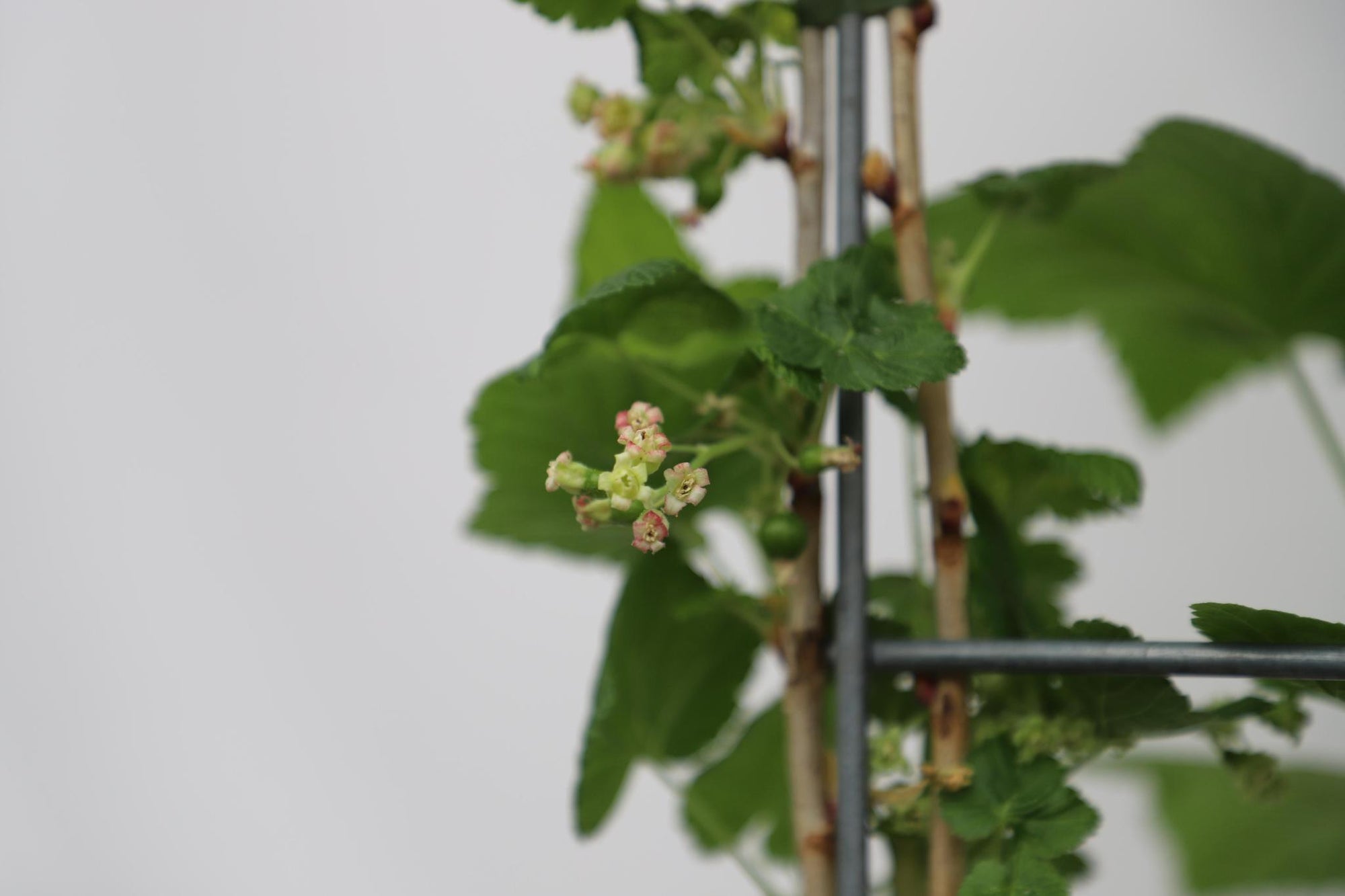 Ribes nigr. 'Titania' - ↨180cm - 1 stuks