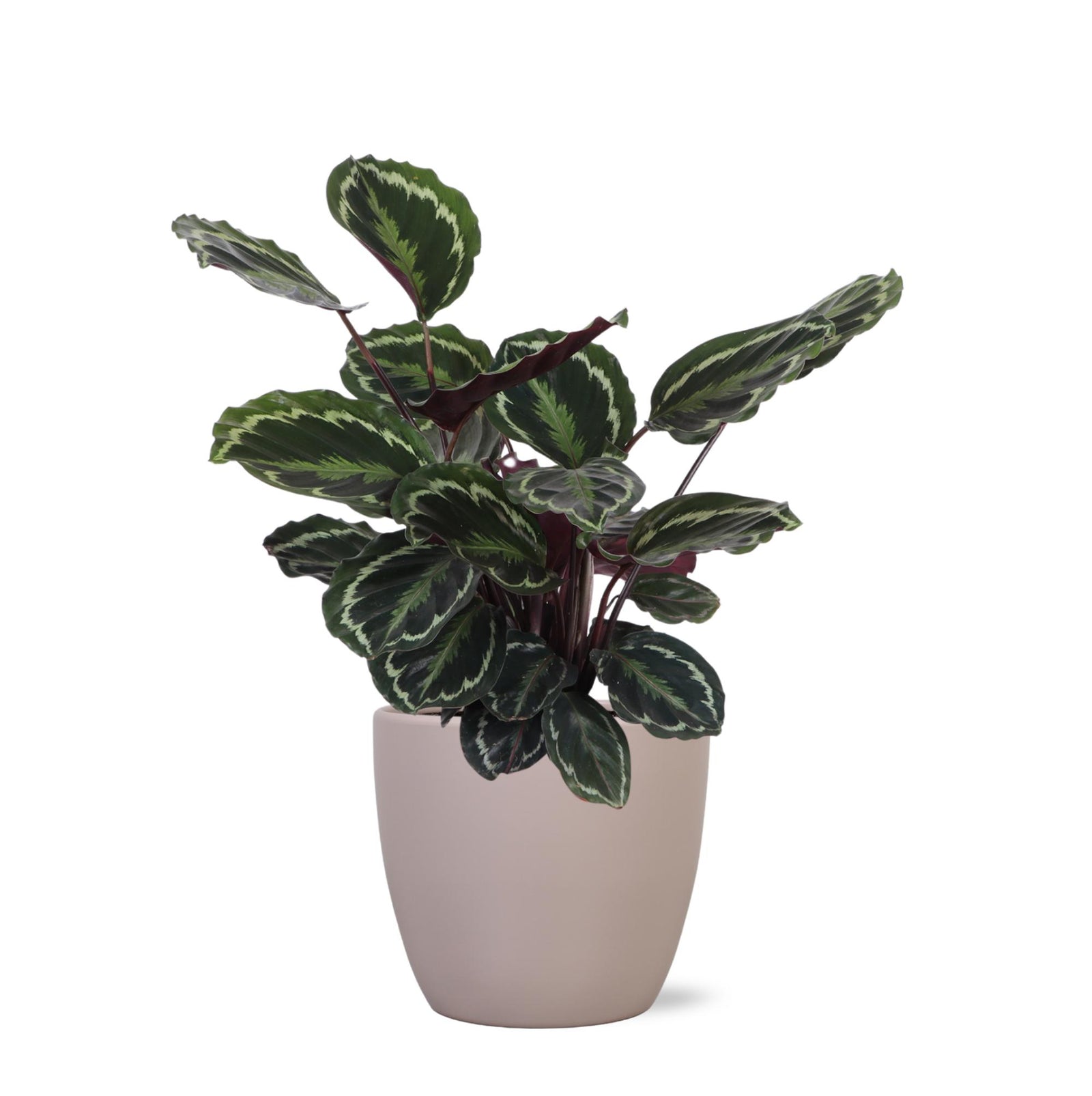 Calathea Medaillon Ø21cm - ↕70cm in Boule taupe pot