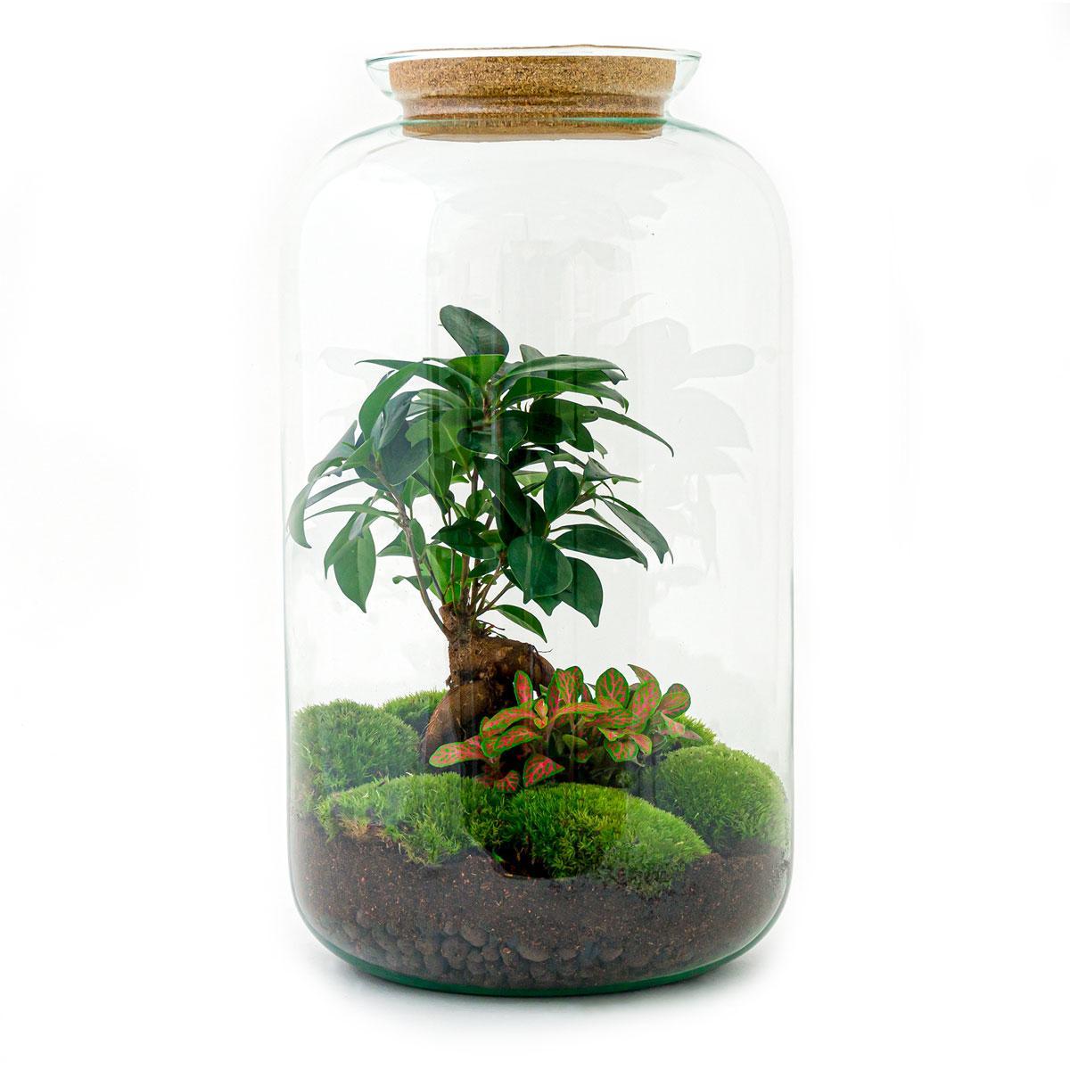 DIY terrarium - Sven Bonsai - ↑ 43 cm + Rake + Shovel + Tweezer + Scissors