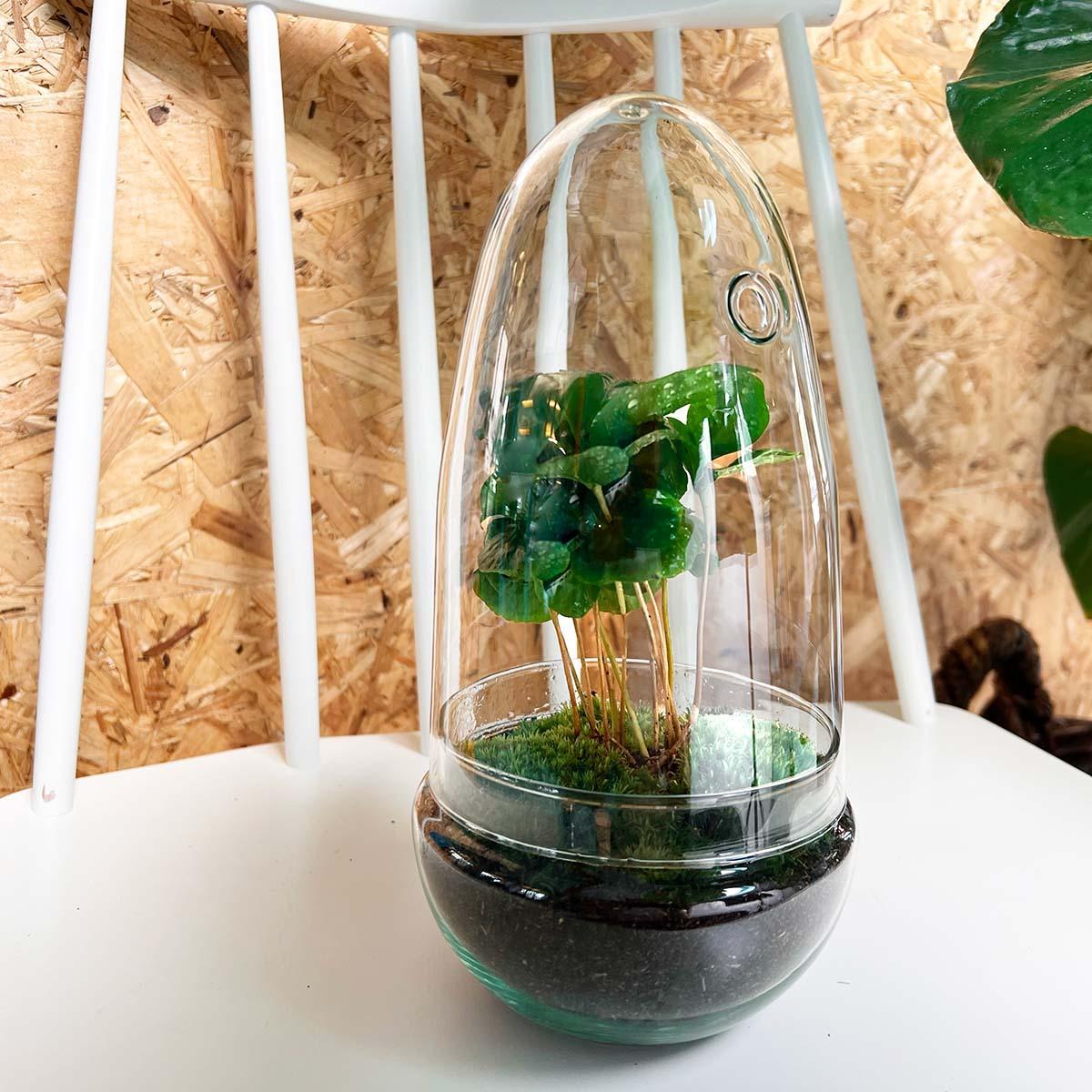 DIY terrarium - Egg Coffea Arabica - ↑ 25 cm