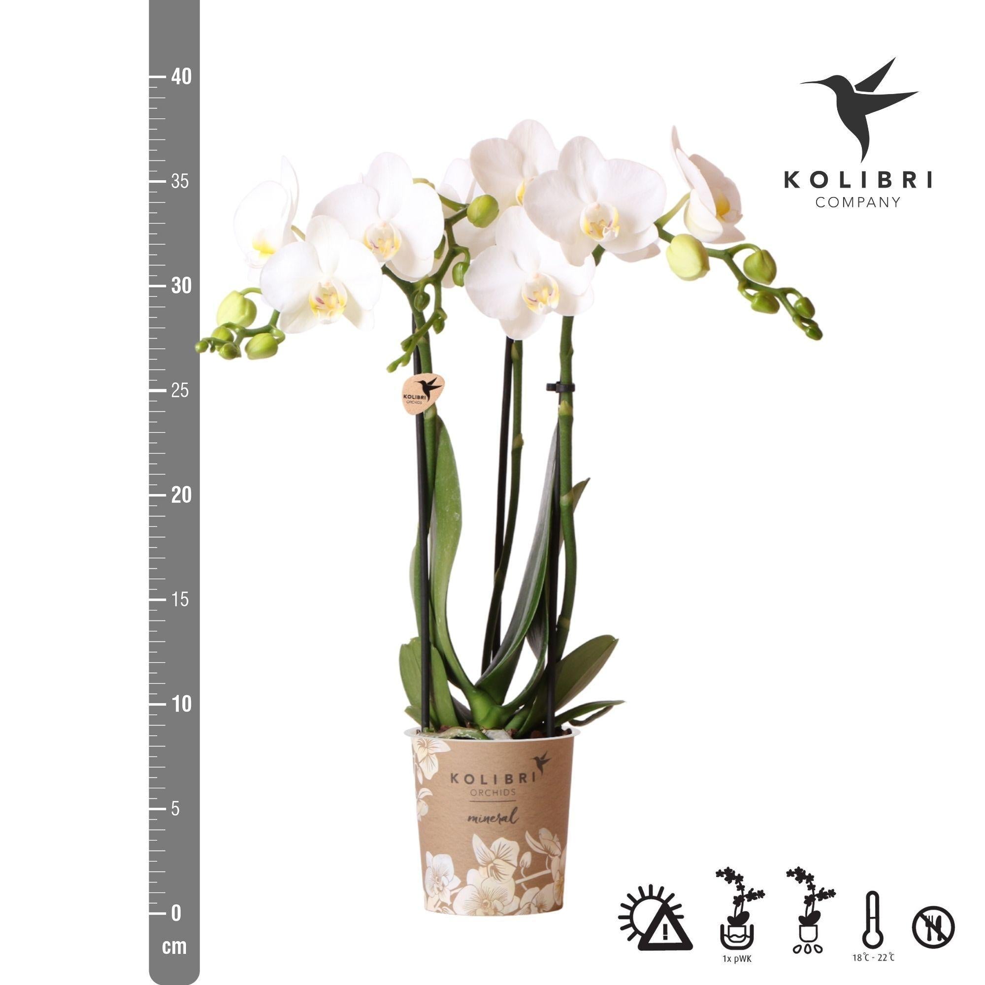 Kolibri Orchids | witte Phalaenopsis orchidee - Amabilis - potmaat Ø9cm - 35cm hoog | bloeiende kamerplant - vers van de kweker