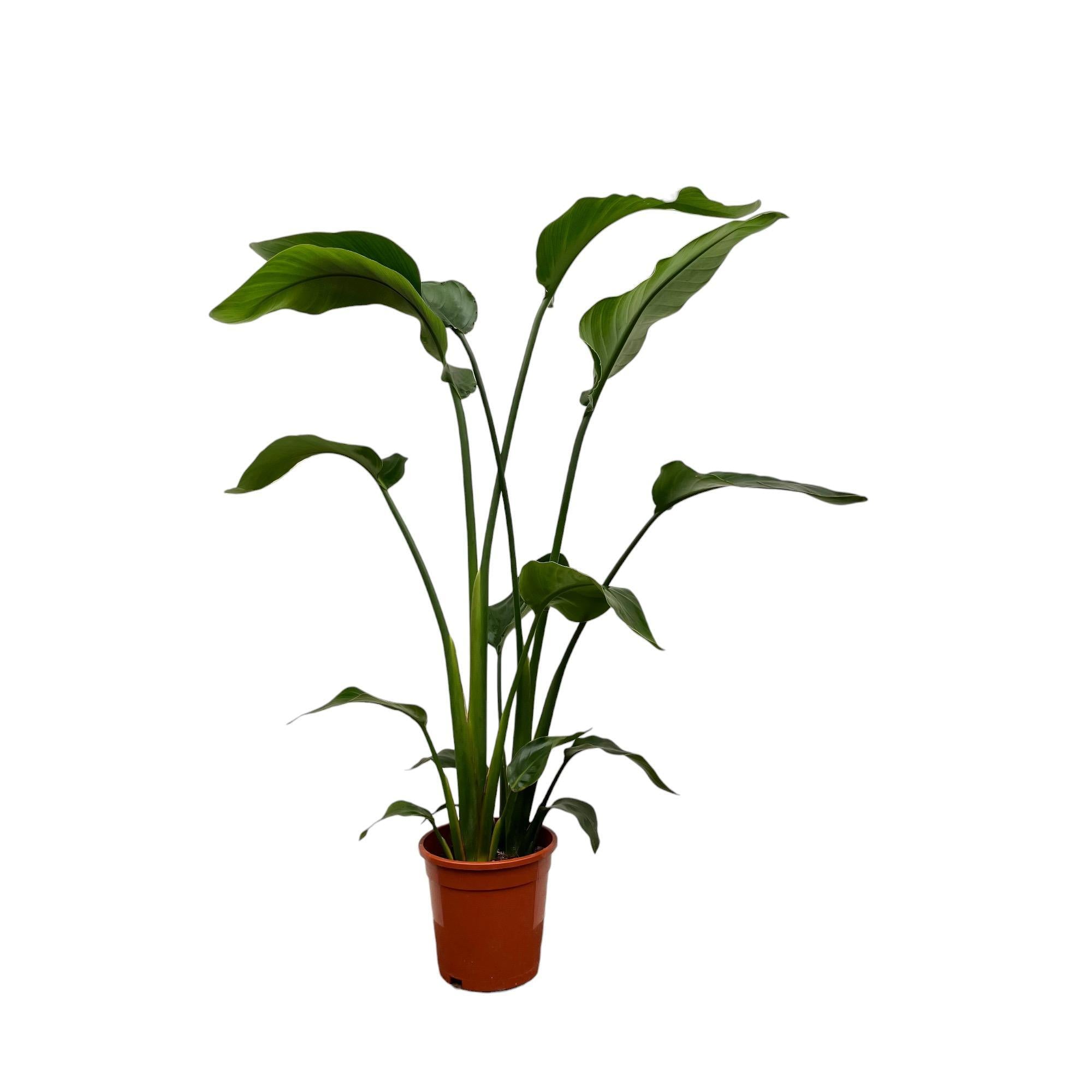 Strelitzia Nicolai - 100 cm - ø17