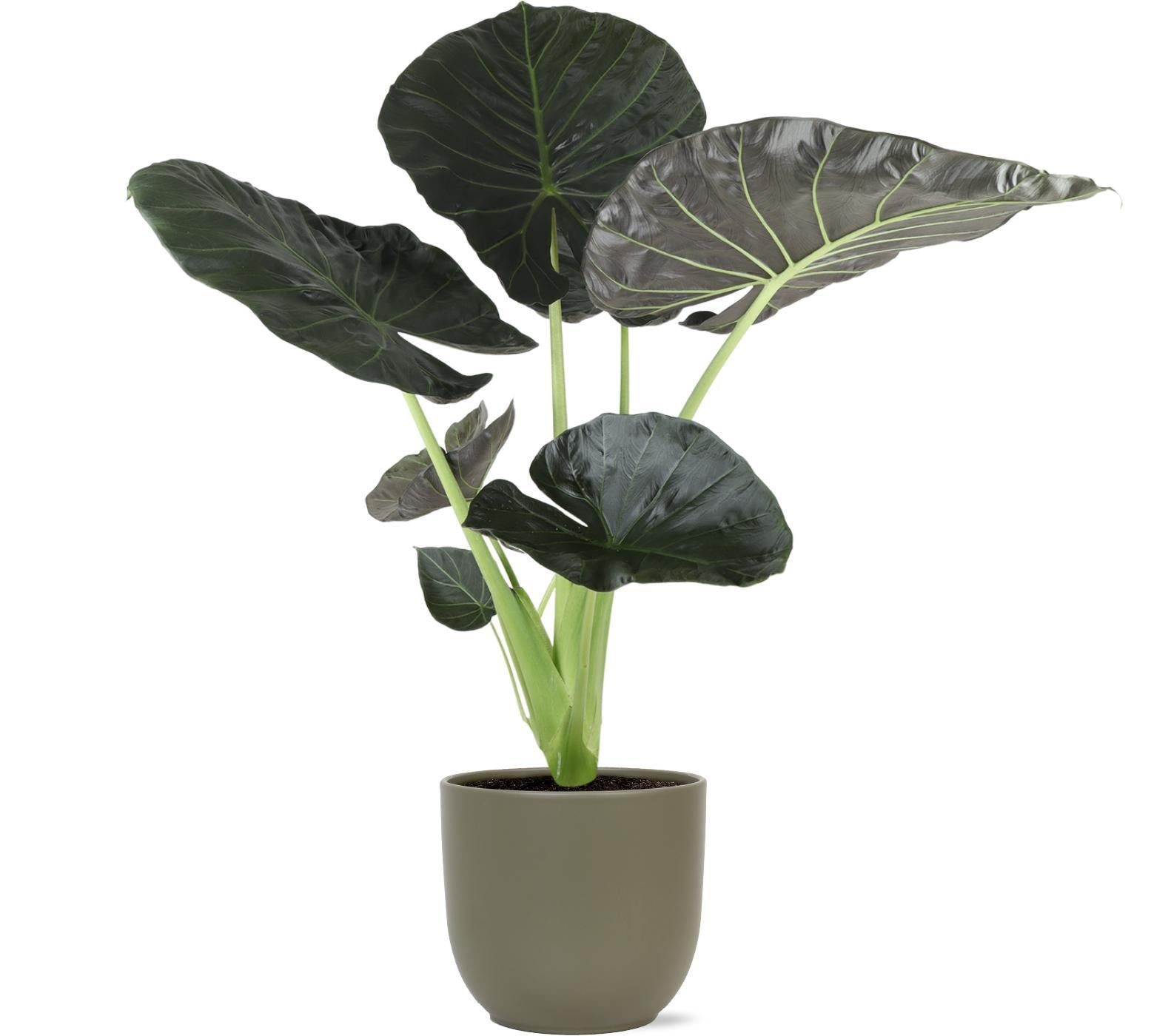 Alocasia Regal Shield Ø24cm - ↕110cm in Boule OLIJF pot