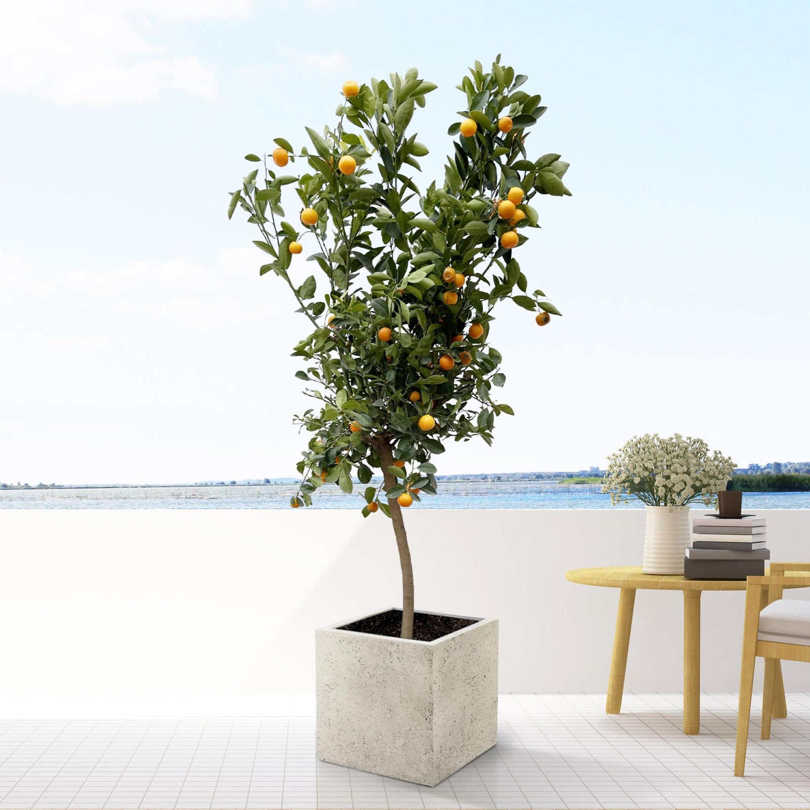 Citrus Calamondin - 200 cm - ø40