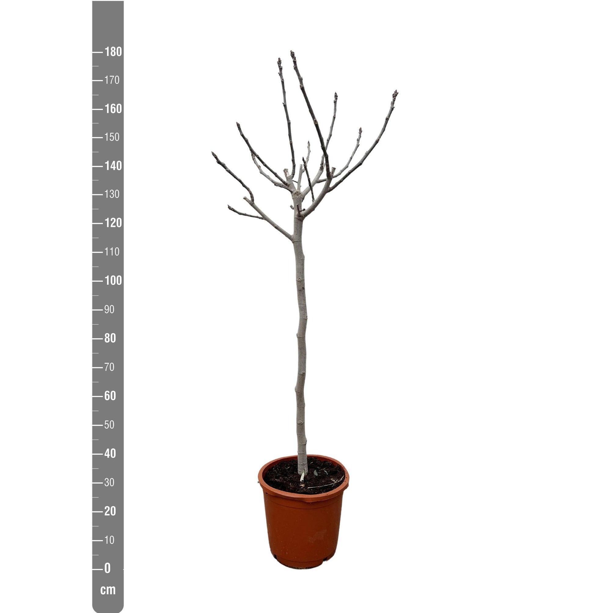 Ficus Carica op stam - 180 cm - ø30