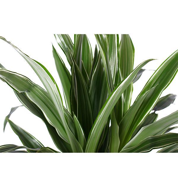 Dracaena Warneckii Ø21cm - ↕65cm in Boule ANTRACIET pot