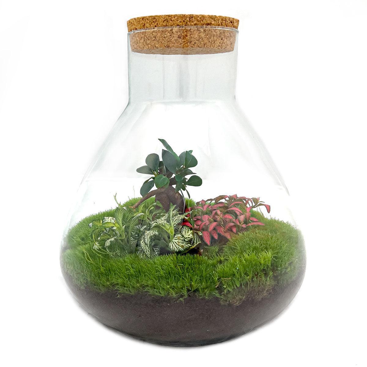 DIY terrarium - Sam XL Bonsai - ↑ 35 cm