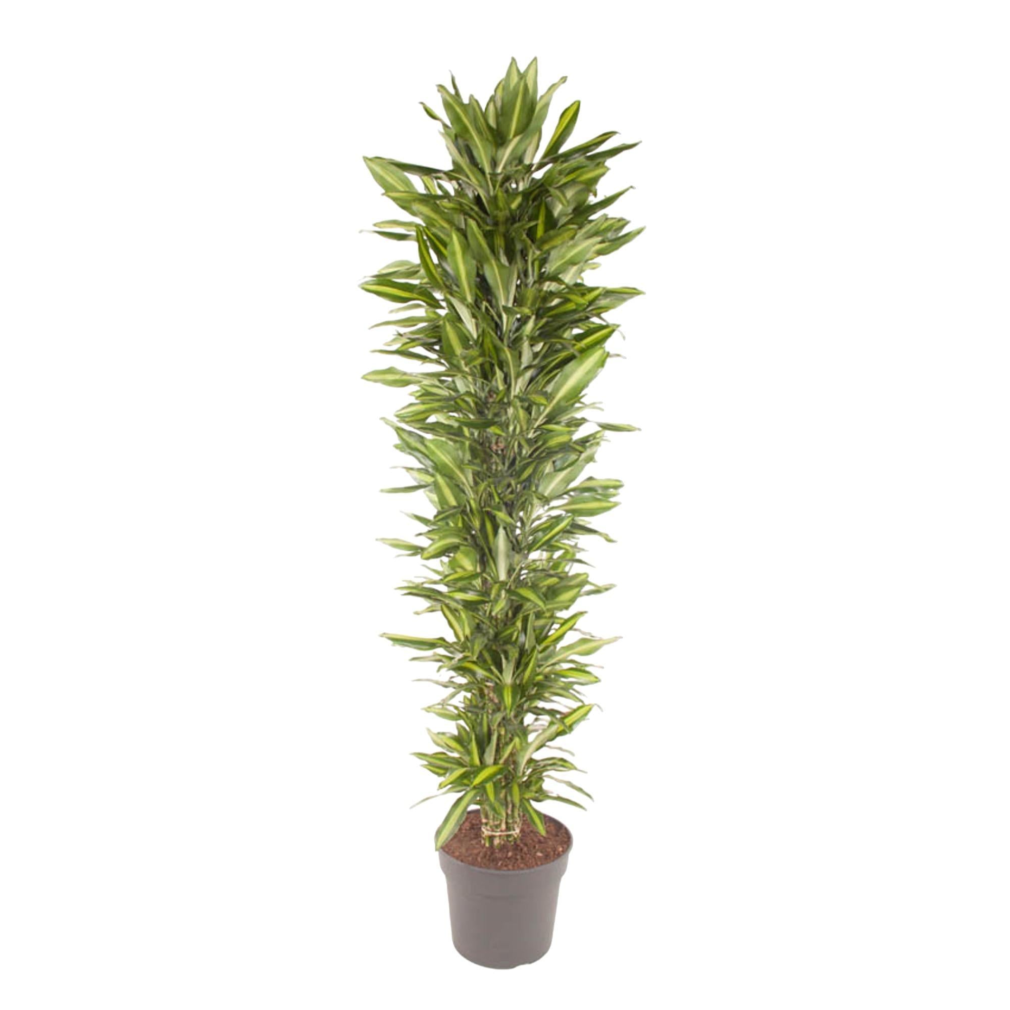 Dracaena Cintho vertakt - 210 cm - ø40