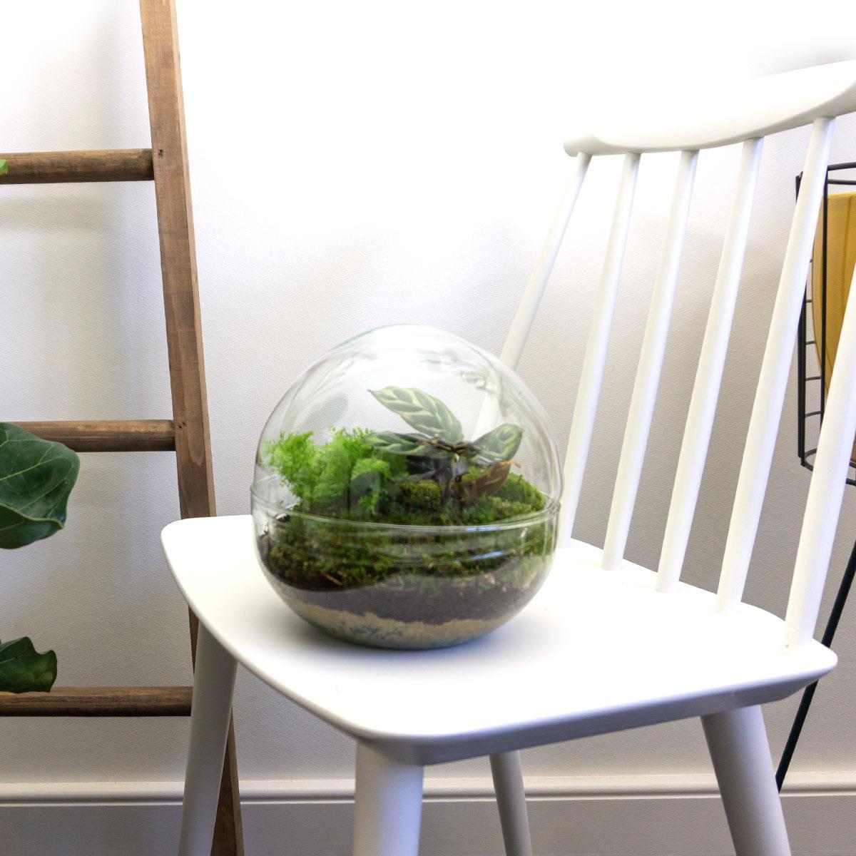 DIY terrarium - Dome - ↑ 20 cm