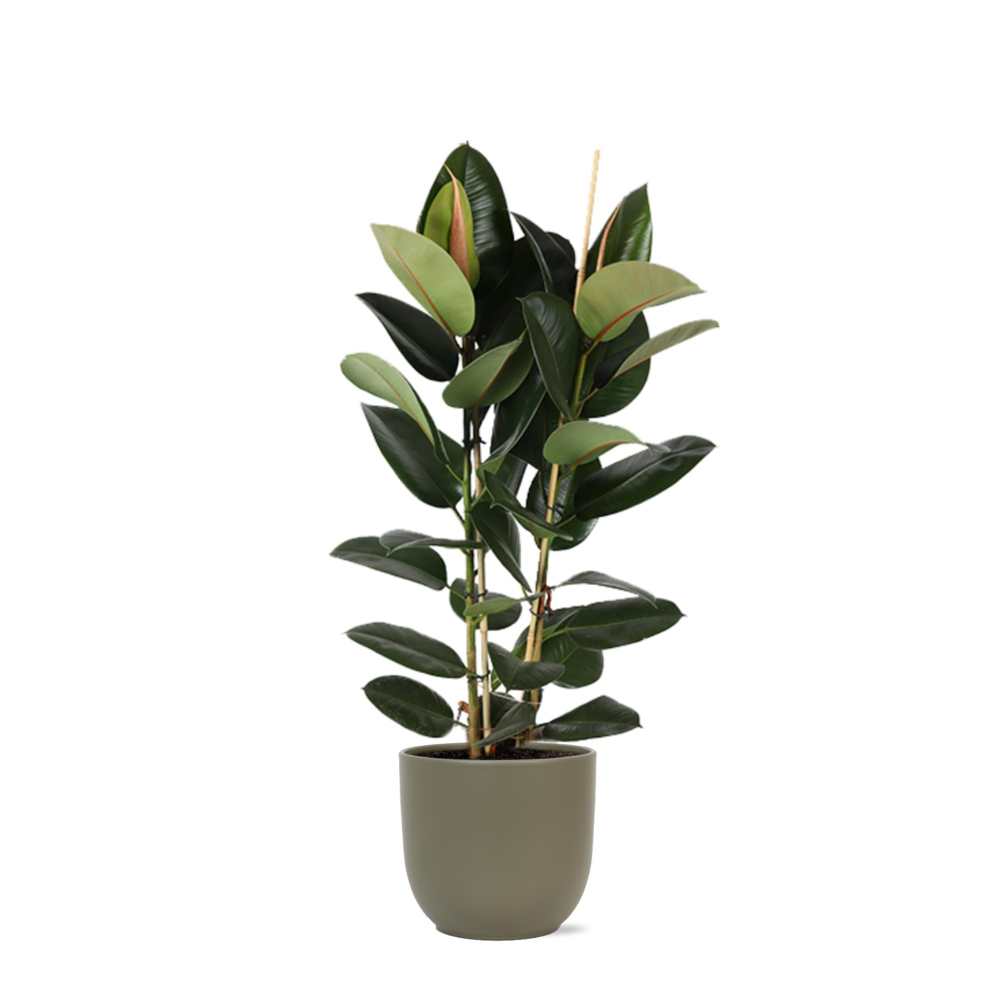 Ficus Elastica Robusta Ø24cm - ↕110cm in Boule OLIJF pot