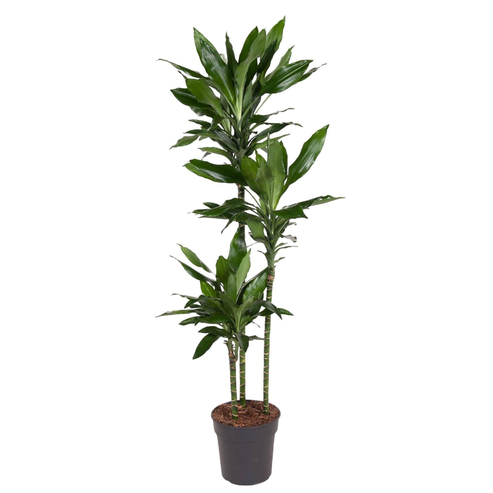 Dracaena Janet Lind - 160 cm - ø24