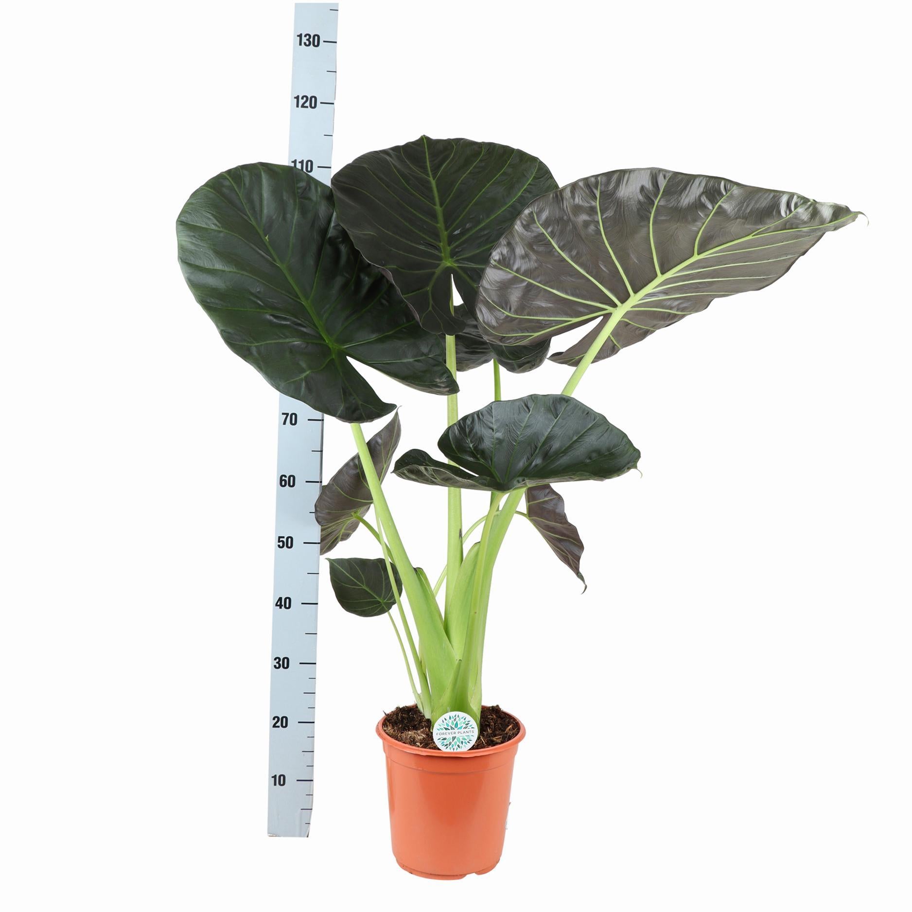 Alocasia Regal Shield Ø24cm - ↕110cm in Boule TAUPE pot