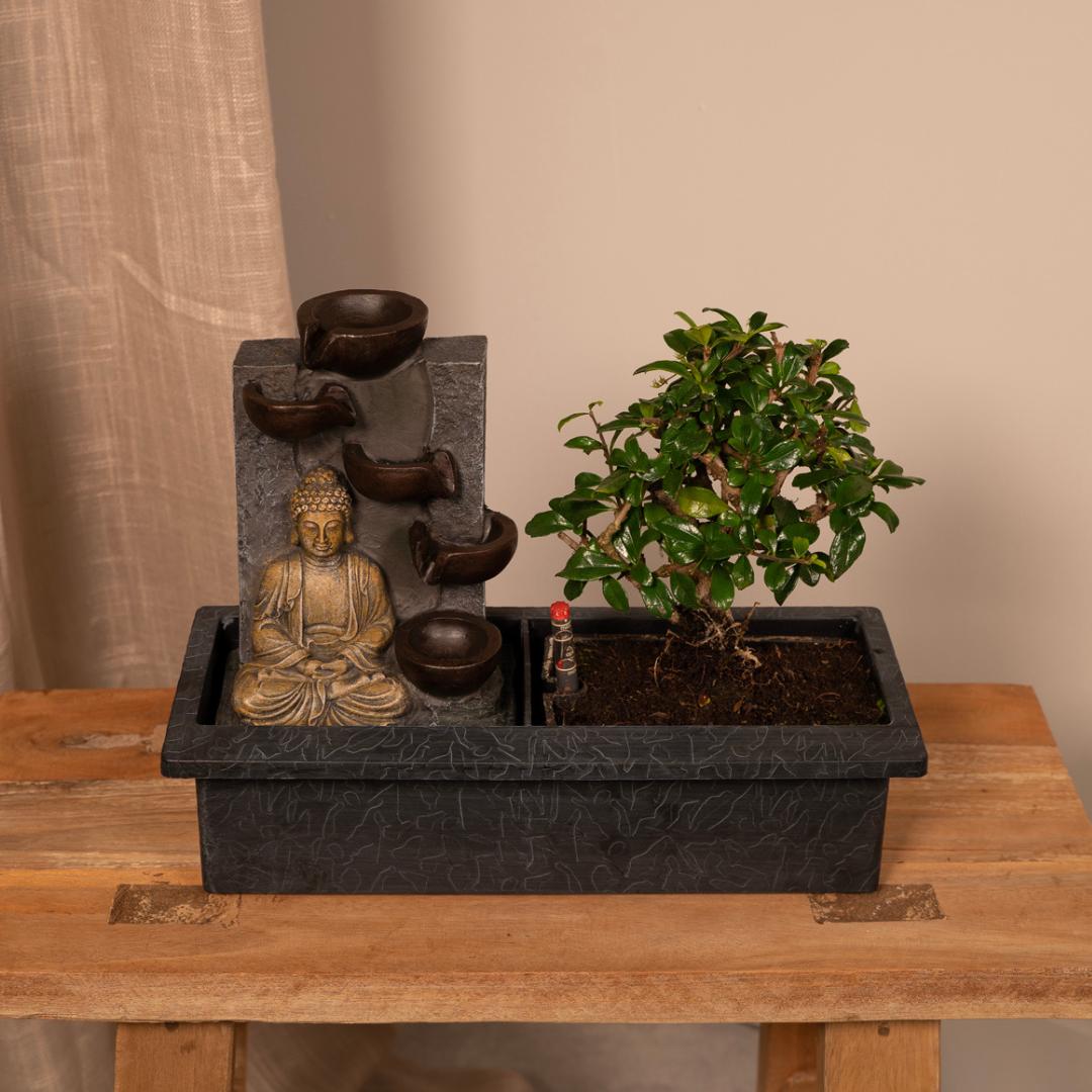 Bonsai Waterval (budha) - 30cm - Ø15