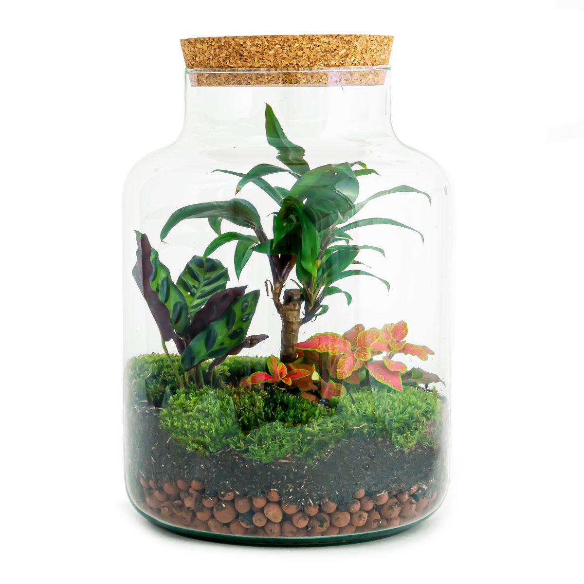 DIY terrarium - Milky Palm - ↑ 30 cm