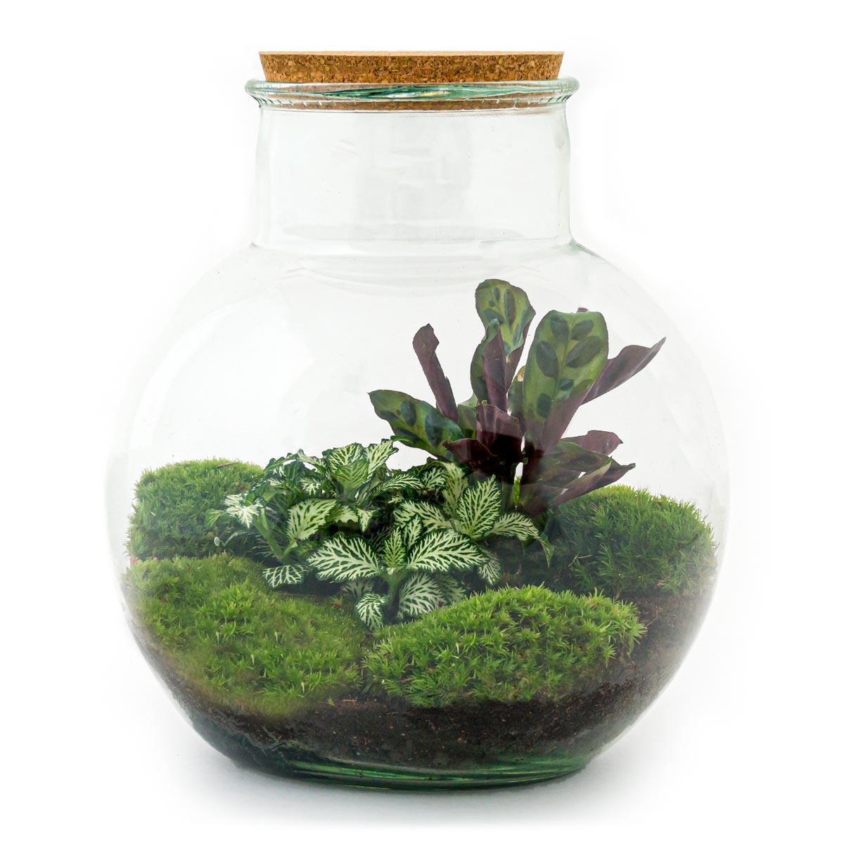 DIY terrarium - Teddy - ↑ 26,5 cm + Rake + Shovel + Tweezer + Scissors