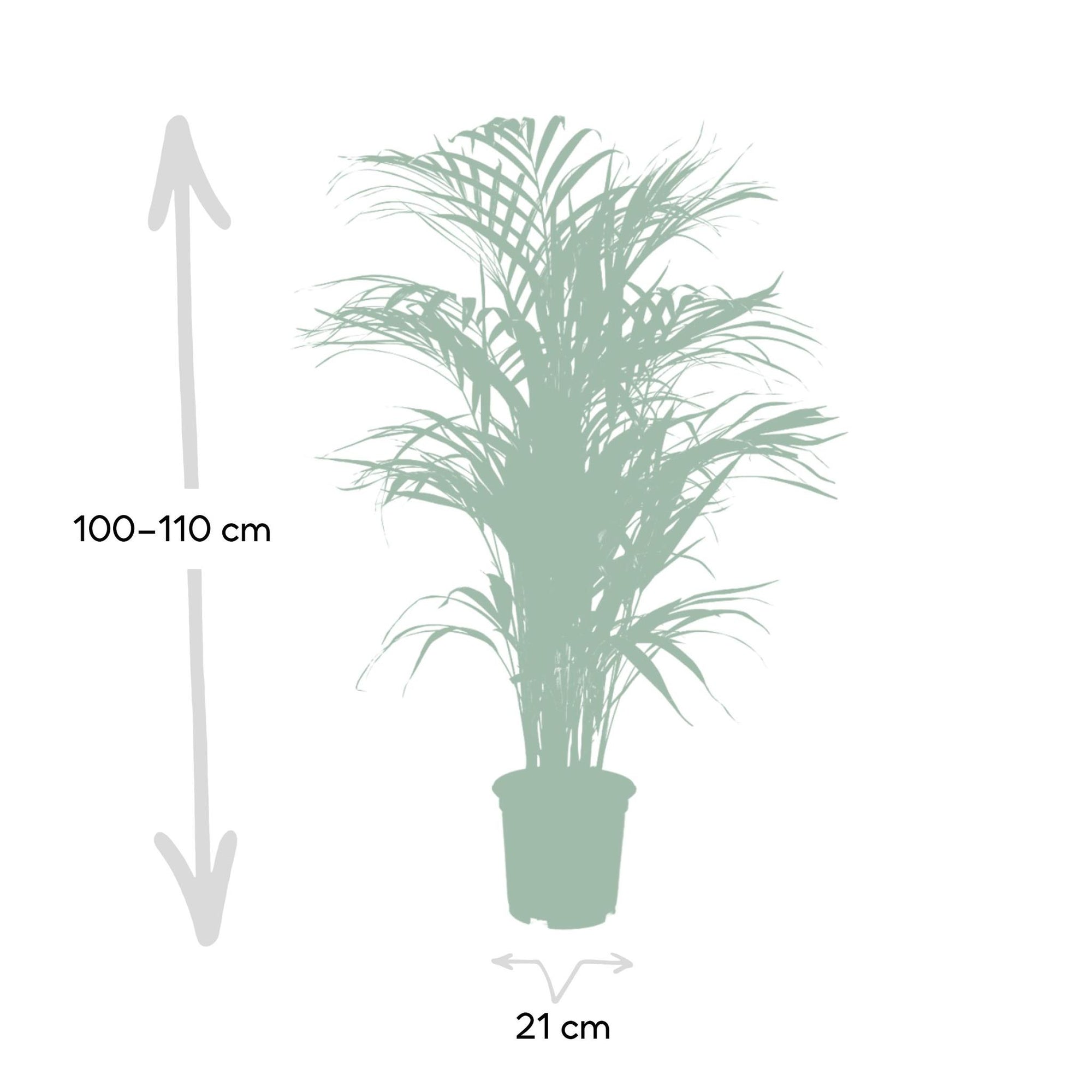 Dypsis Lutescens - Areca Palm - 110cm - Ø21