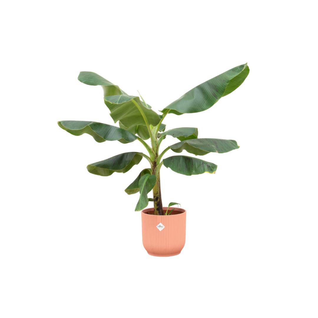 Combi deal - Bananenplant (Musa) inclusief elho Vibes Fold Round roze Ø22 - 100 cm