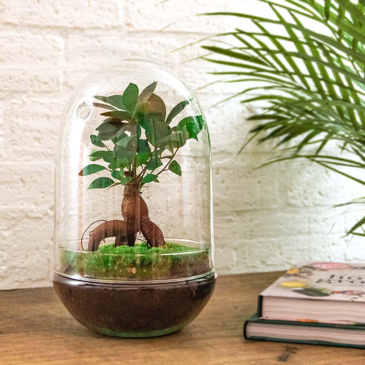 DIY terrarium - Egg XL Bonsai - ↑ 30 cm