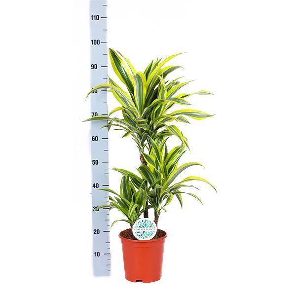 Dracaena Lemon Lime Ø21cm - ↕65cm  in Boule WIT pot