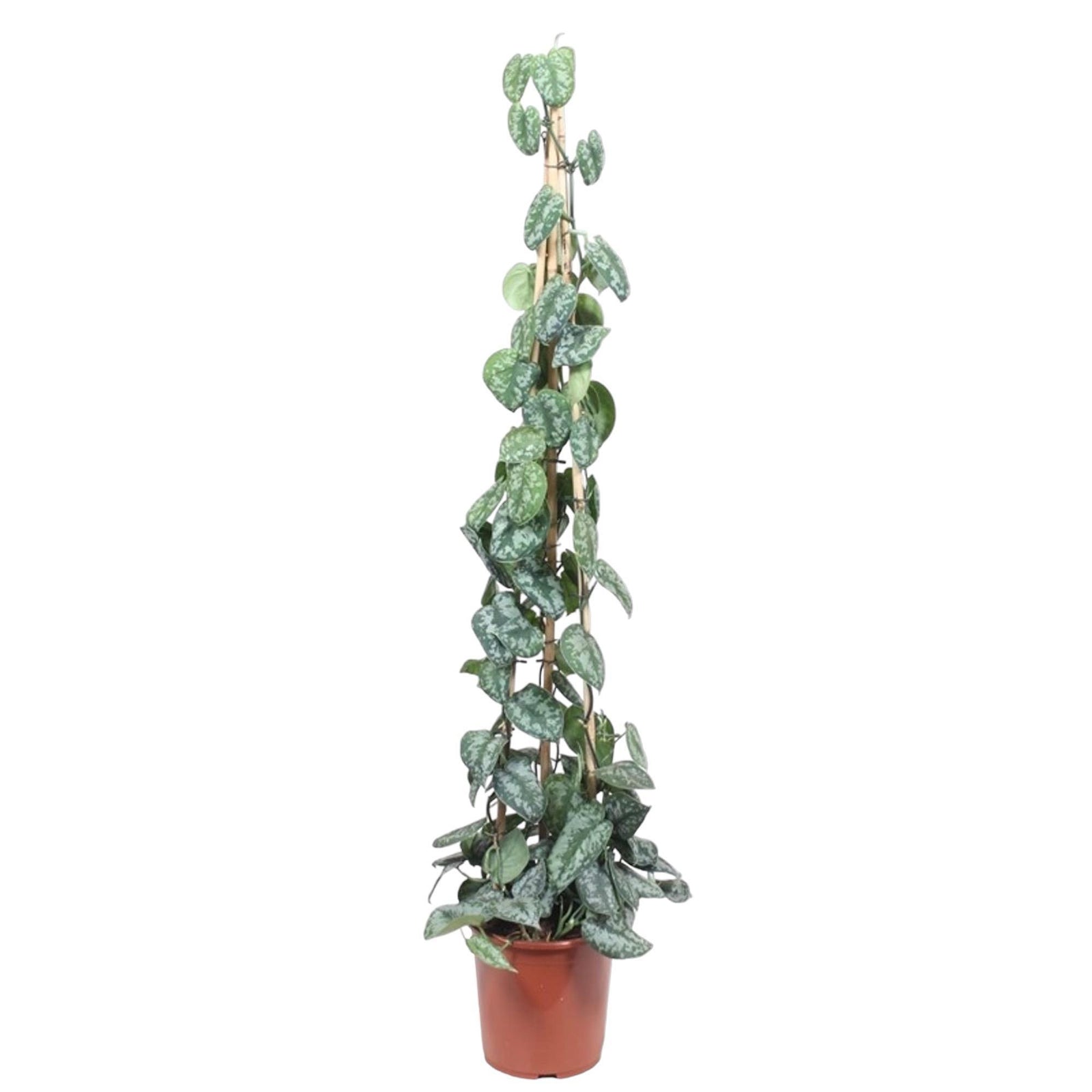 Scindapsus Pictus Trebie piramide - 160 cm - ø27