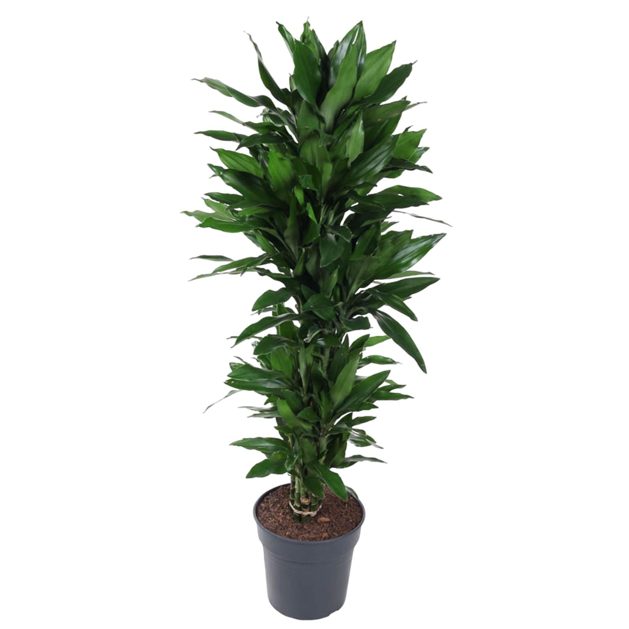 Dracaena Janet Lind vertakt - 150 cm - ø31