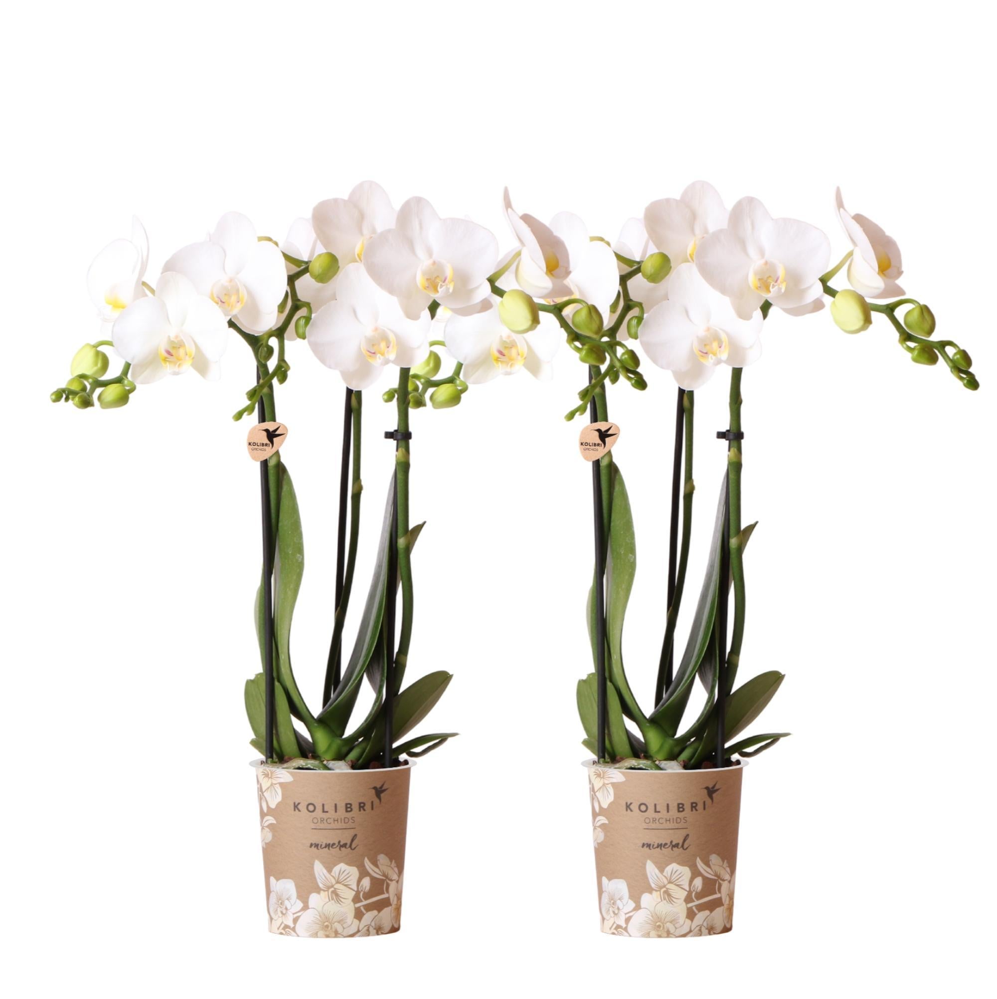 Kolibri Orchids | COMBI DEAL van 2 witte Phalaenopsis orchideeën - Amabilis - potmaat Ø9cm | bloeiende kamerplant - vers van de kweker