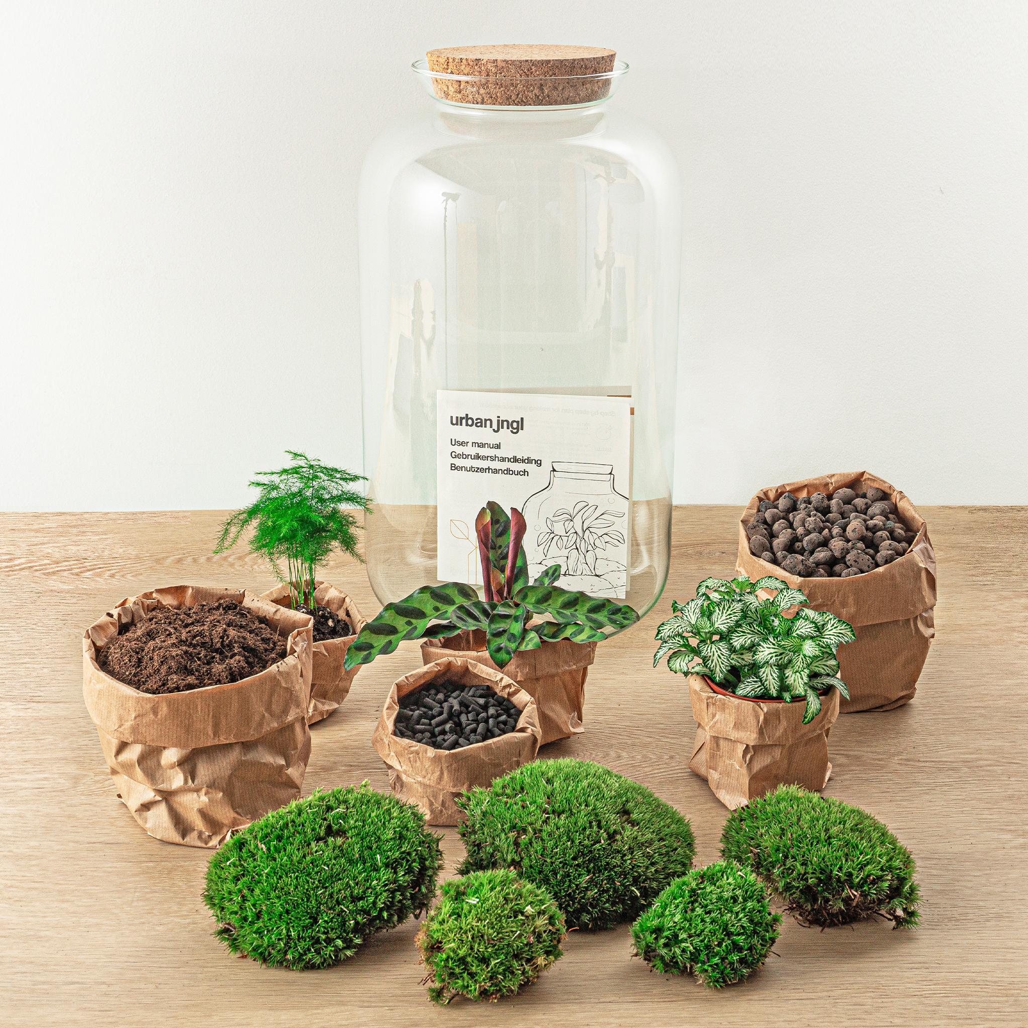 DIY terrarium - Botanical Sven XL - ↑ 43 cm