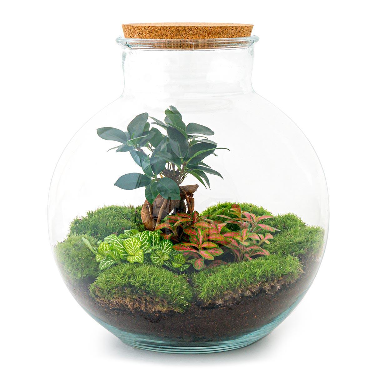 DIY terrarium - Bolder Bob Bonsai - ↑ 30 cm + Rake + Shovel + Tweezer