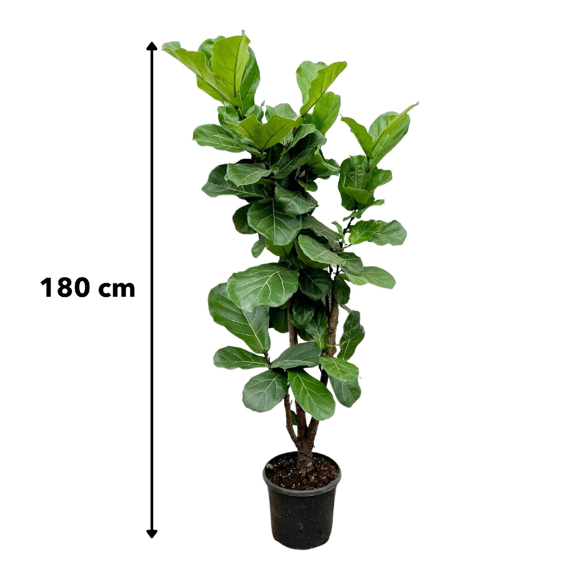 Ficus Lyrata vertakt - 180cm - ⌀30