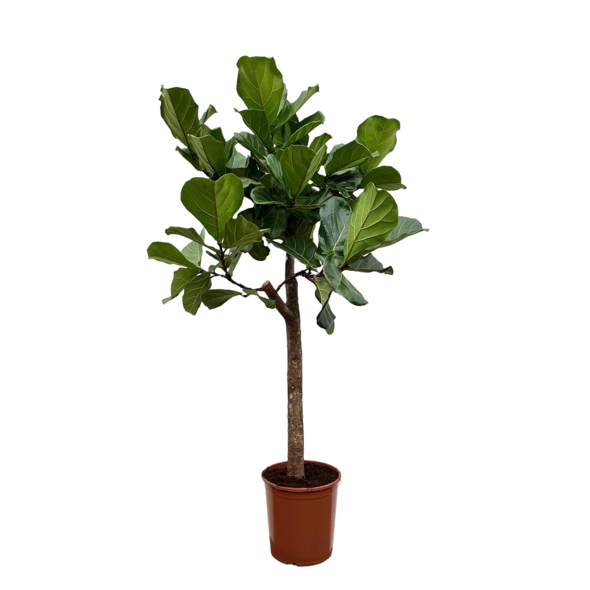 Ficus Lyrata boom - 160 cm - ø30