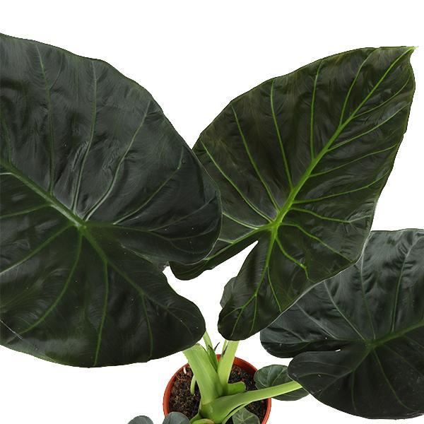 Alocasia Regal Shield Ø21cm - ↕100cm in Boule OLIJF pot