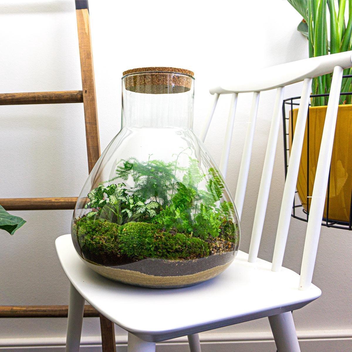 DIY terrarium - Sam XL - ↑ 35 cm + Rake + Shovel + Tweezer + Scissors