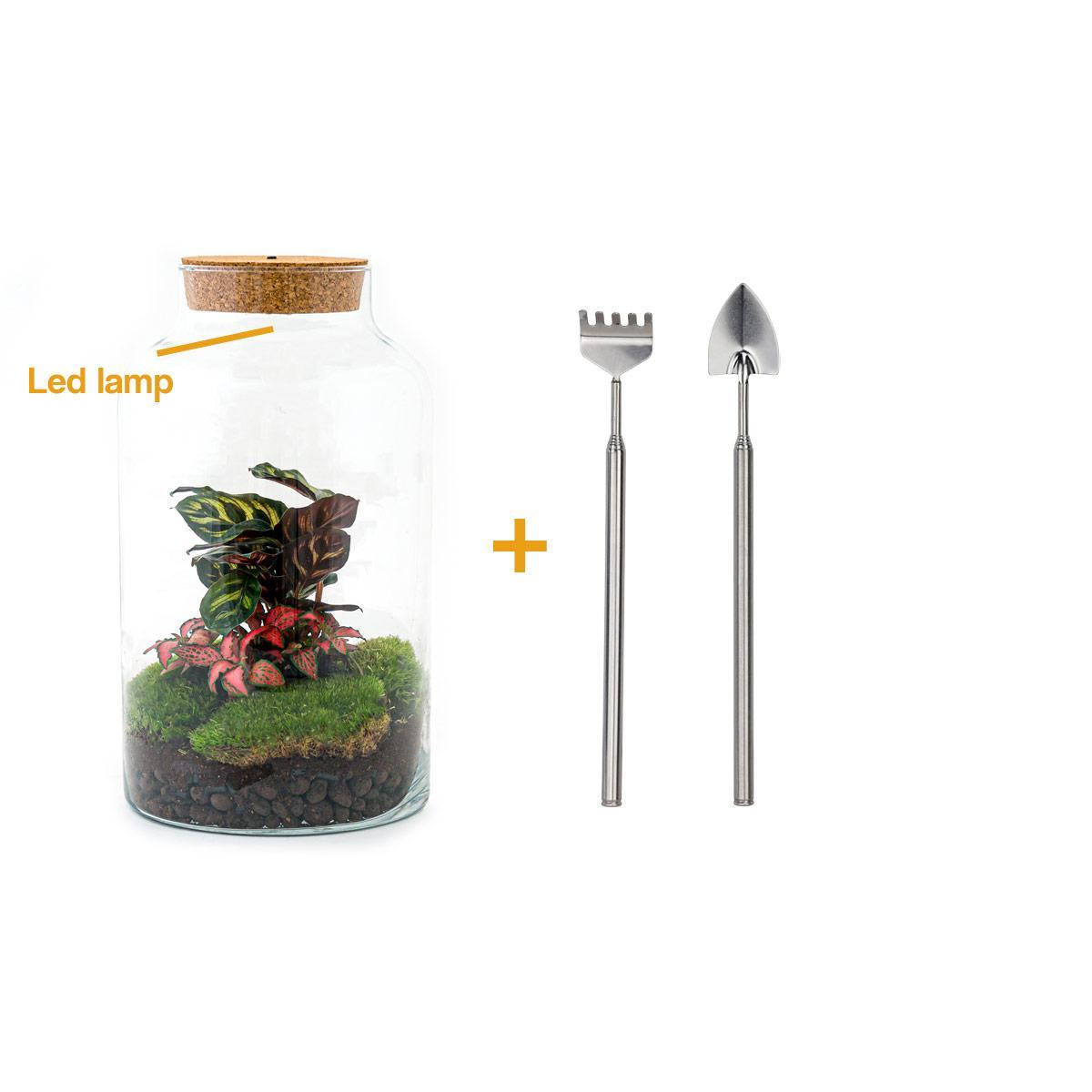 DIY terrarium - Milky Calathea with Light - ↑ 31 cm + Rake + Shovel