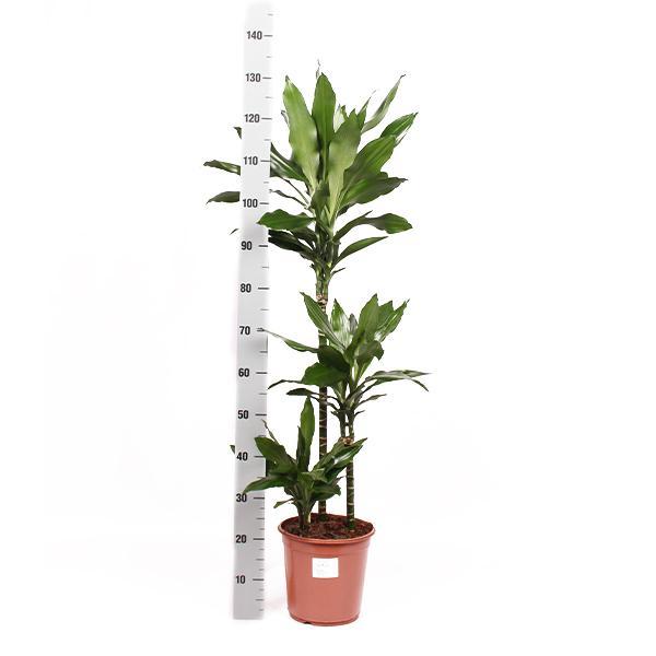 Dracaena Janet Lind Ø24cm ↕120cm in Boule ANTRACIET pot