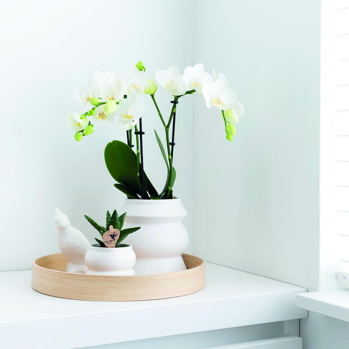 Kolibri Orchids | COMBI DEAL van 2 witte Phalaenopsis orchideeën - Amabilis - potmaat Ø9cm | bloeiende kamerplant - vers van de kweker