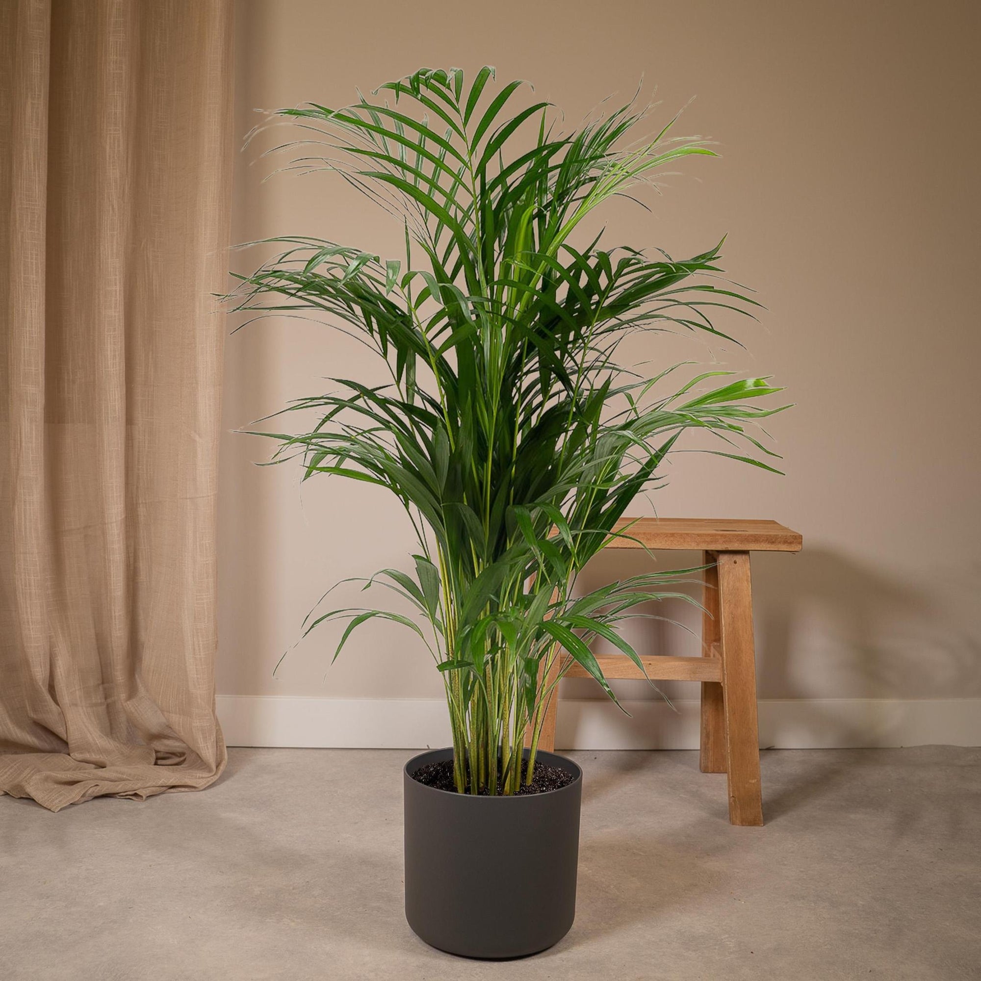 Dypsis Lutescens - Areca Palm - 110cm - Ø21