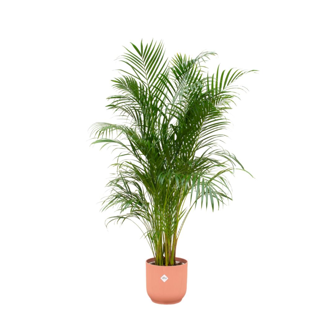 Combi deal - Areca palm inclusief elho Vibes Fold Round roze Ø30 - 180 cm