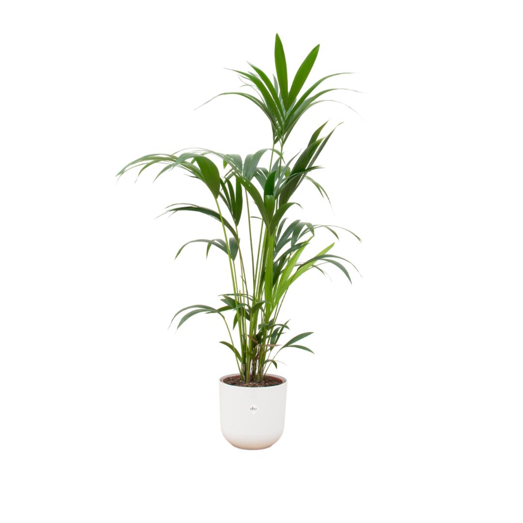 Combi deal - Kentia palm inclusief elho Jazz Round wit Ø26 - 160 cm