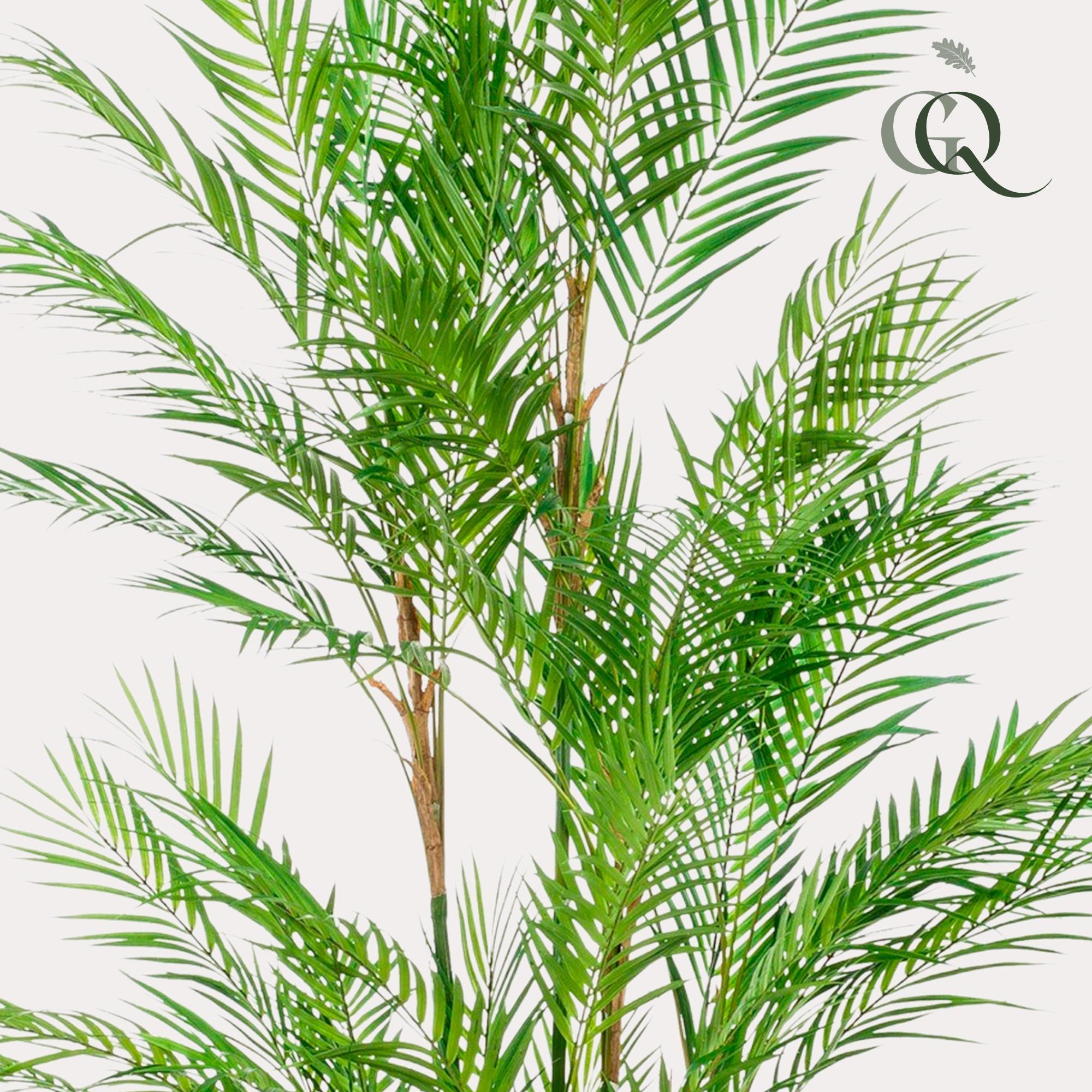 Kunstplant - Chamaedorea Elegans - Bergpalm - 180 cm