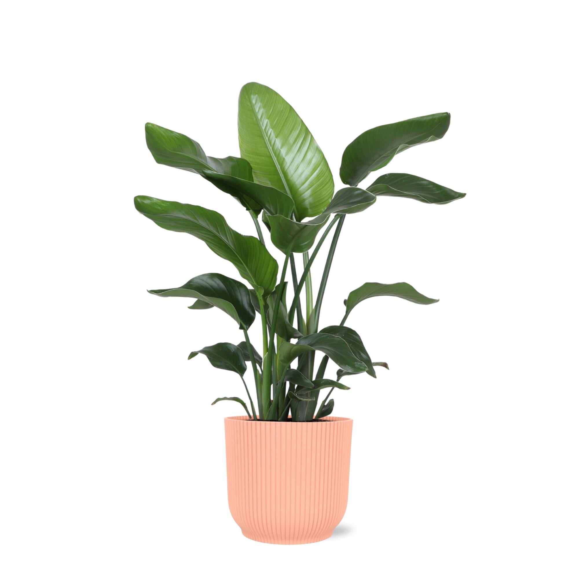 Strelitzia Nicolai - Ø21cm - ↕80cm in Vibes ROZE pot