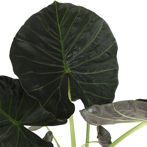 Alocasia Regal Shield Ø24cm - ↕110cm