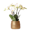 Kolibri Orchids | Witte phalaenopsis Jewel Ghent orchidee in goud kleurige Groove sierpot - potmaat Ø12cm