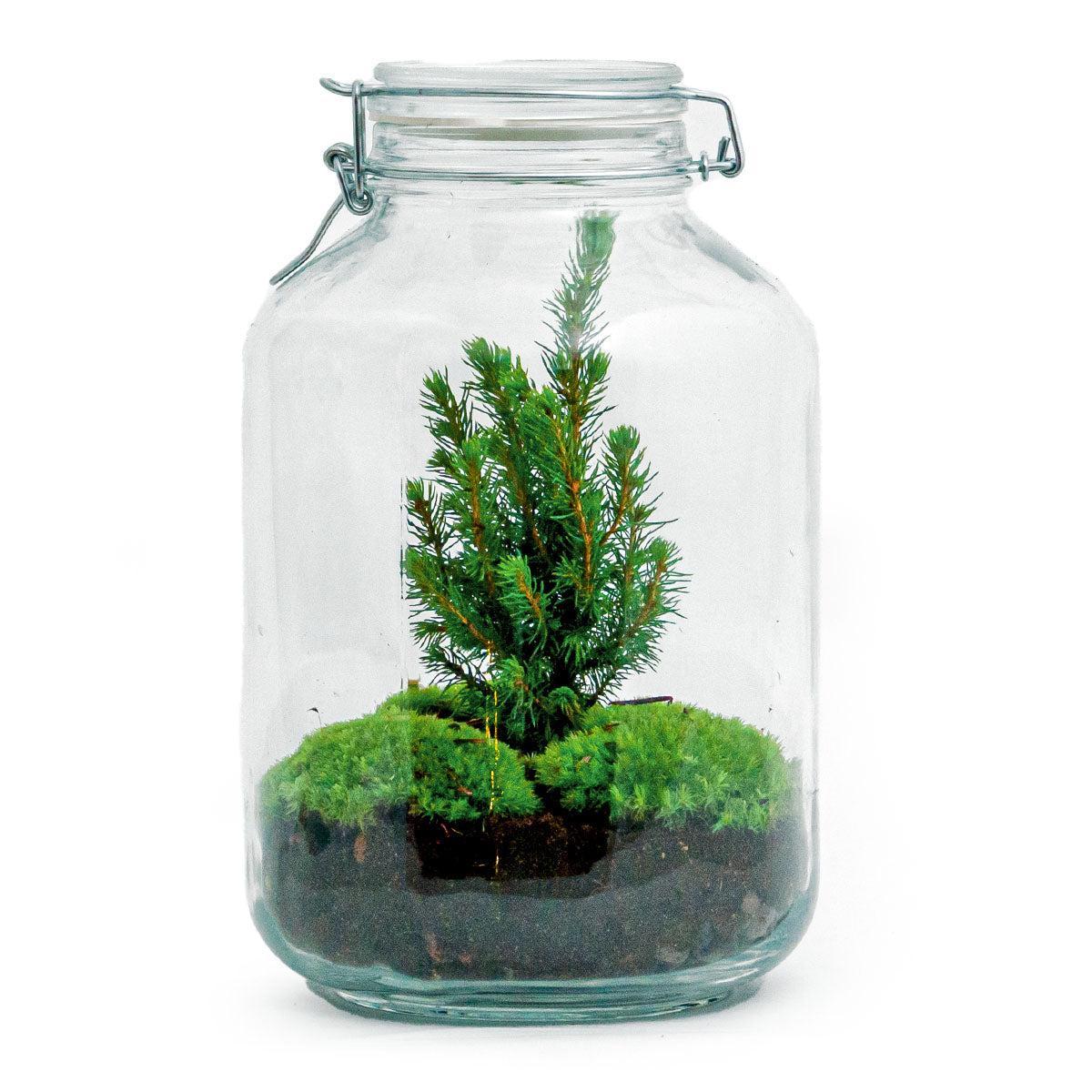 DIY terrarium - Jar Christma - ↑ 28 cm