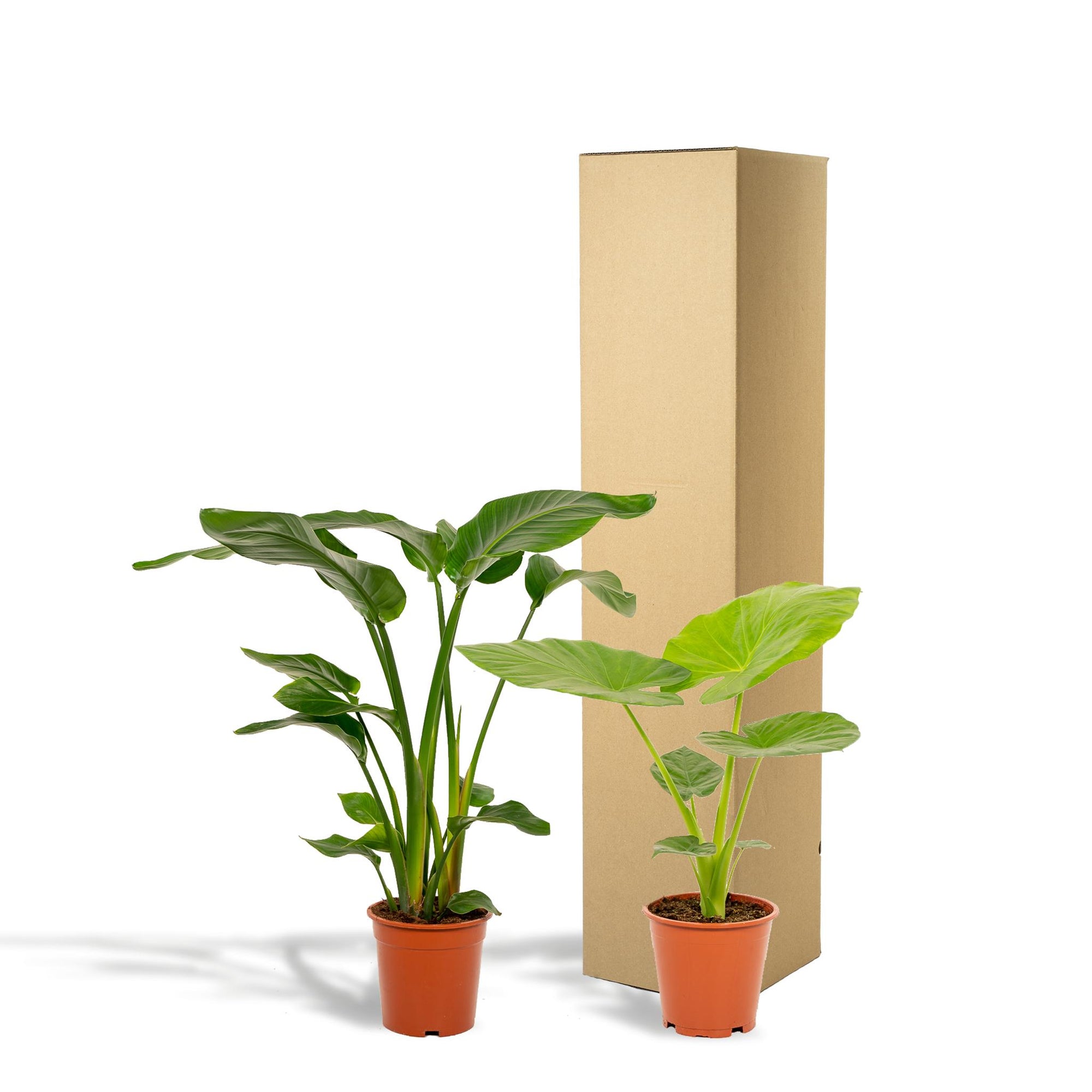 Strelitzia Nicolai - ↨85cm - Ø19cm + Alocasia Macrorrhiza - ↨70cm - Ø19cm